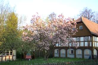 Magnolienbaum