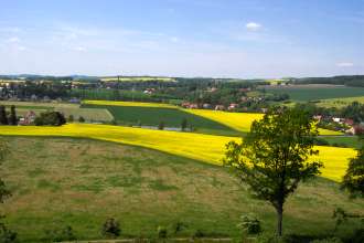 Rapsfelder