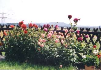 Dahlien